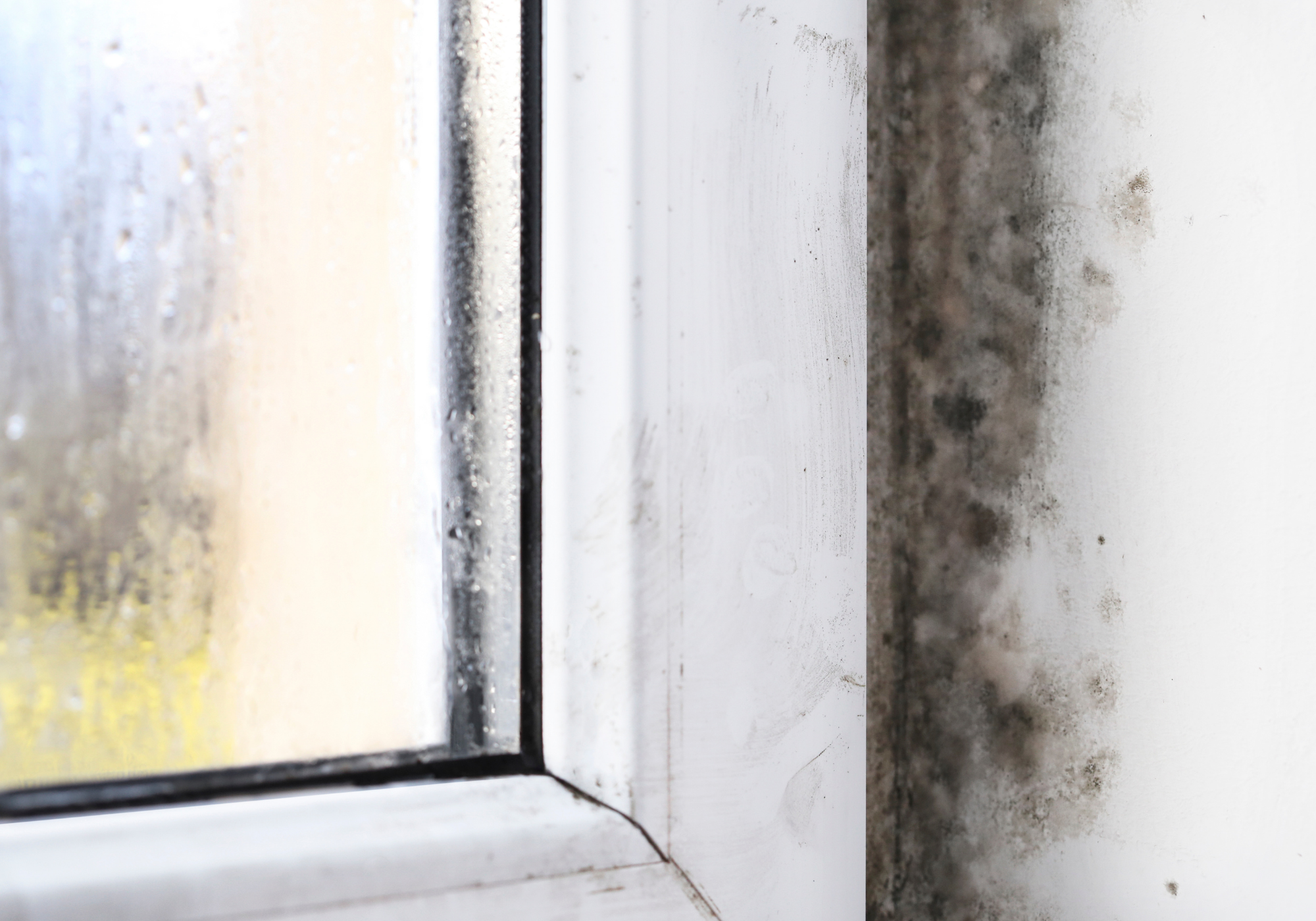 DILIGENT Home Inspectors Inspections Mold Screening Mold Nashville copy