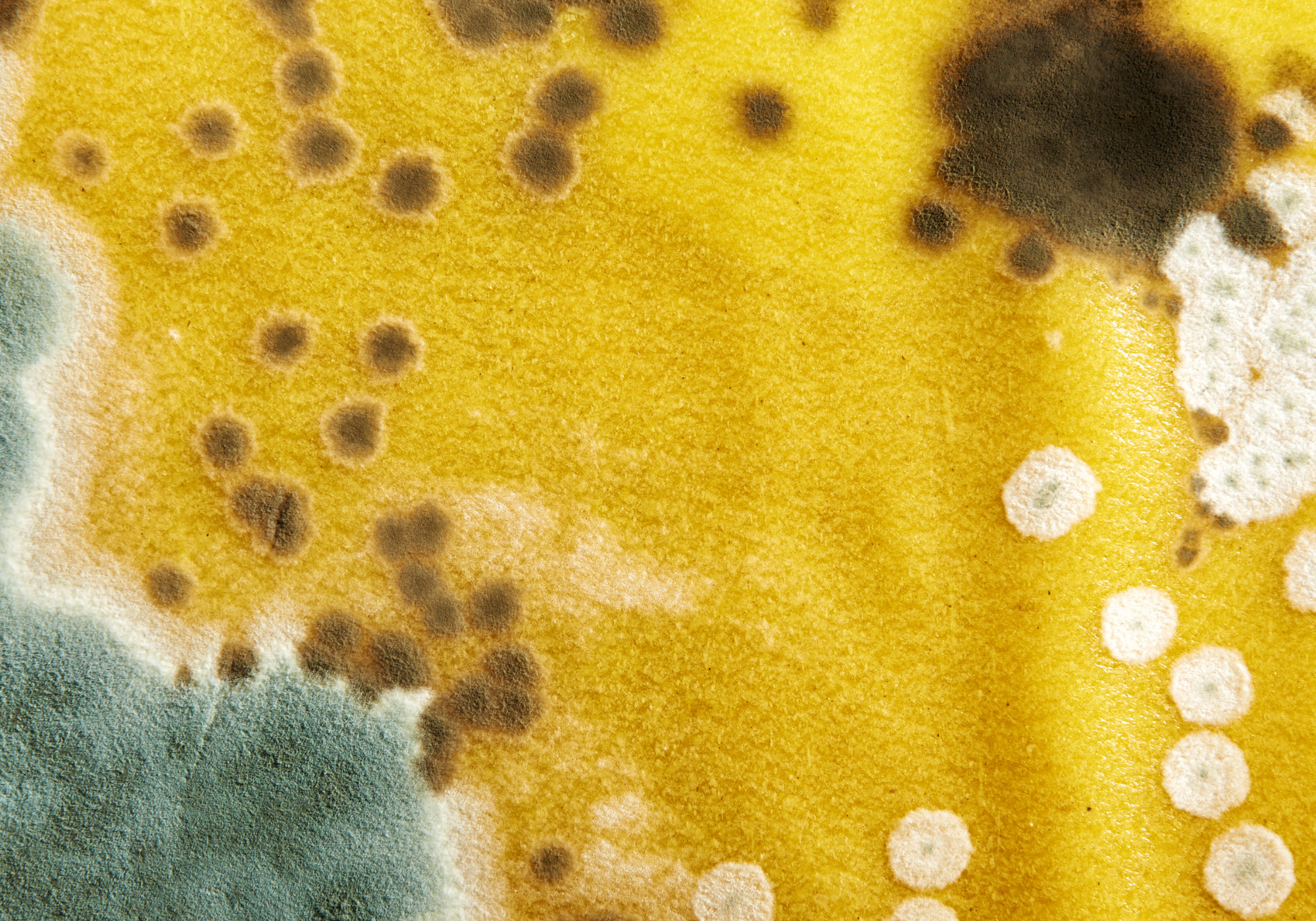 DILIGENT Home Inspectors Inspections moldmoldy test mold screeningpools hot tub inspections hot tub test Nashville