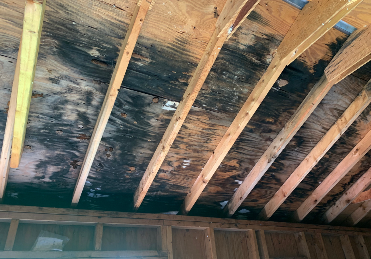 Mold Inspections DILIGENT