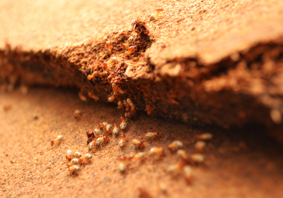 Termite Inspections DILIGENT