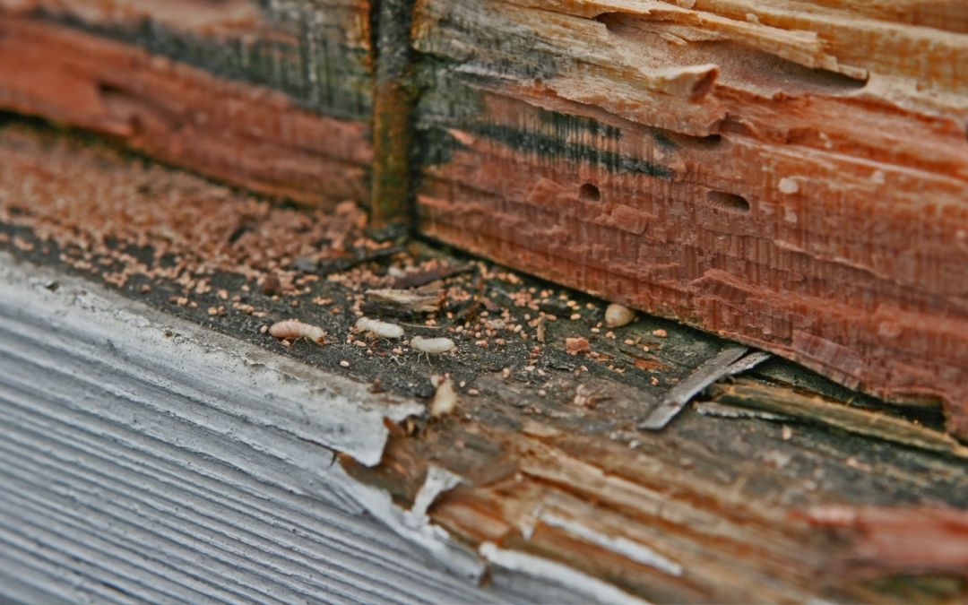 Everything to Know About Termite Inspections